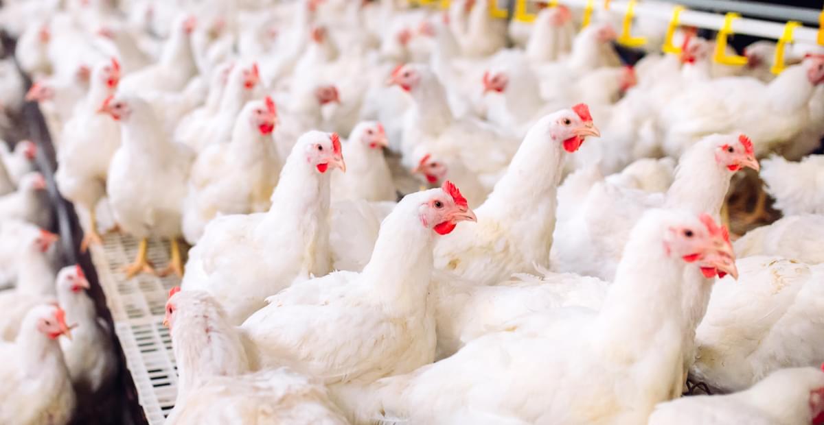 КонсулАгро: изображение 1