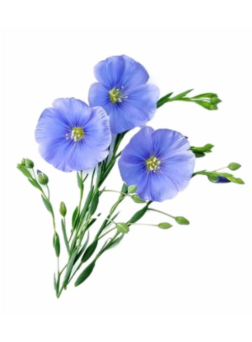 Ляховичский льнозавод: изображение 1