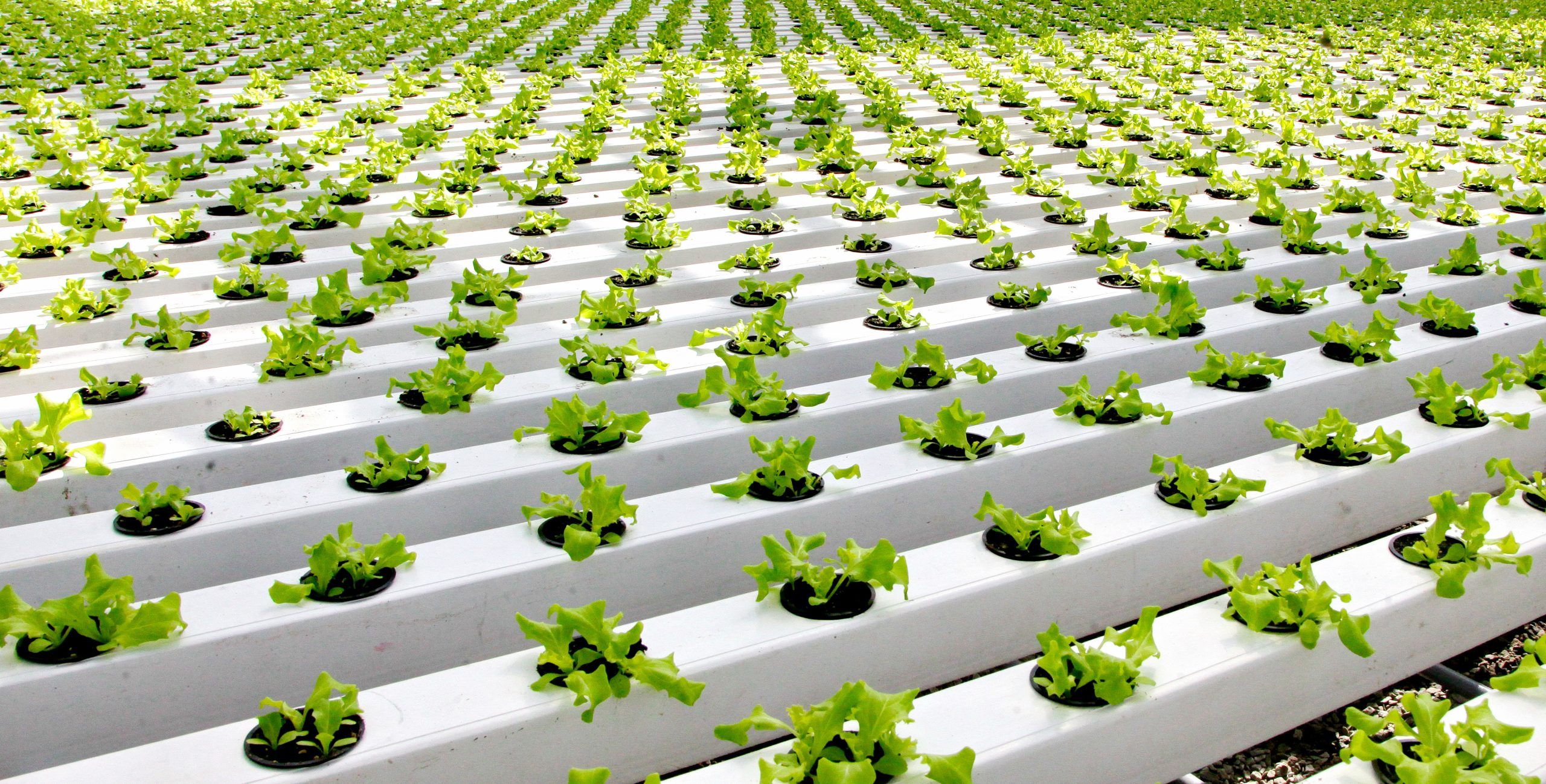 Тепличный комбинат «Берестье»: изображение 1