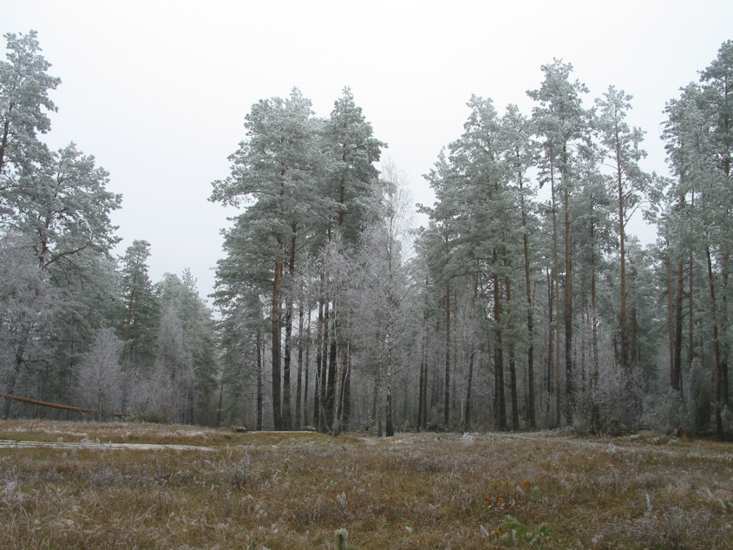 Каплица в д. Поддубно, фото 5