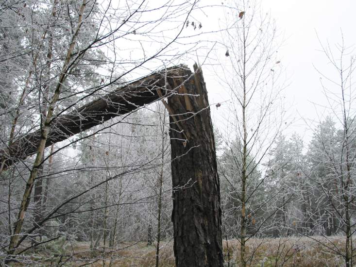 Каплица в д. Поддубно, фото 7