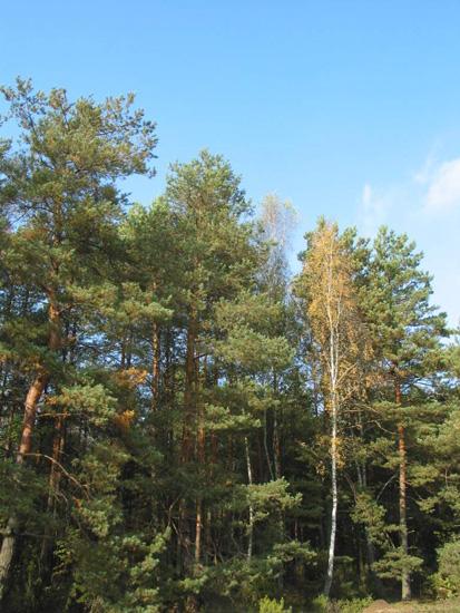 Адкрыццё мемарыяльнага помніка ў урочышчы Хадасы, 4 кастрычніка 2004