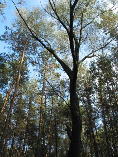 Хадасы, 4 кастрычніка 2004 — фота 2