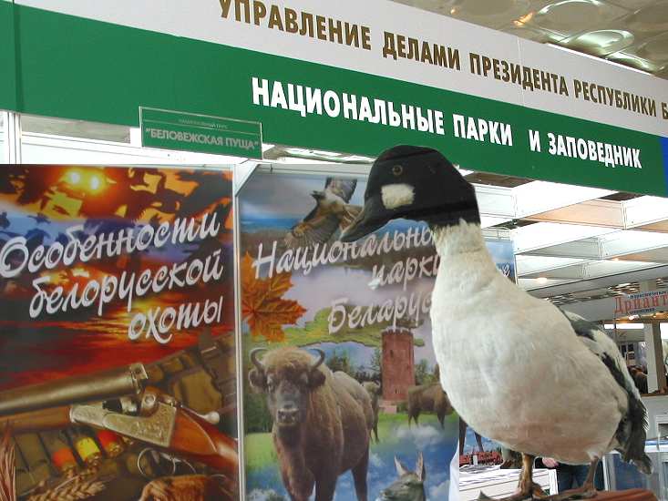 Стенд «Беловежская пуща»