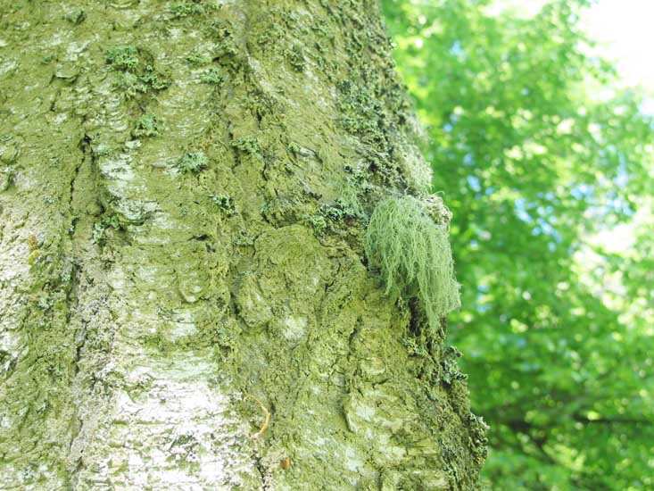 Вопрос о мхах Беловежской пущи