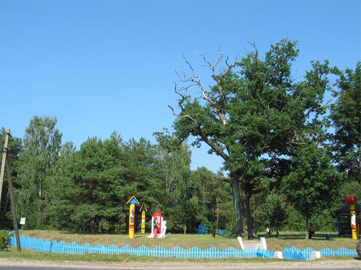 Дивинский дуб - символ Кобринщины