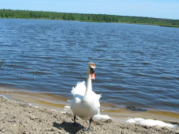 Лебедь-шипун Беловежское водохранилище